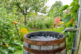 Eco-Conscious Living Made Easy: Combining Rainwater Harvesting with Zero Waste Practices