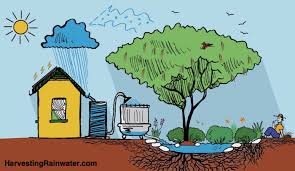 How Rainwater Harvesting Can Solve Water Crisis in Urban & Rural Areas